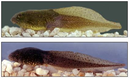 Rana_catesbeiana_tadpole - click to enlarge