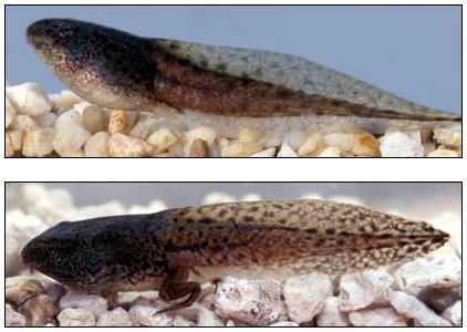 Rana_sphenocephala_tadpole - click to enlarge