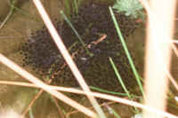 eggs2005.jpg (154544 bytes)